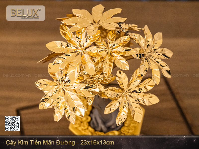 Cây kim tiền mãn đường dat vàng
